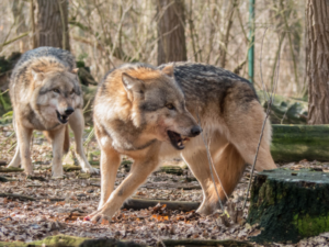 Aggressive wolves defending their territory